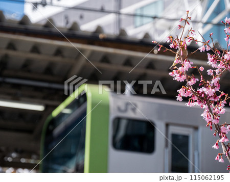 【五反田駅】オカメザクラにとまるメジロ 【五反田駅】オカメザクラにとまるメジロ 115062195