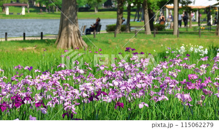 水元公園の葛飾菖蒲まつり　五月下旬から六月初旬　東京都葛飾区 115062279