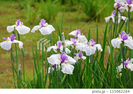 水元公園の葛飾菖蒲まつり　五月下旬から六月初旬　東京都葛飾区 115062284