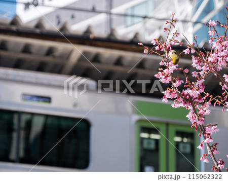 【五反田駅】オカメザクラにとまるメジロ 115062322