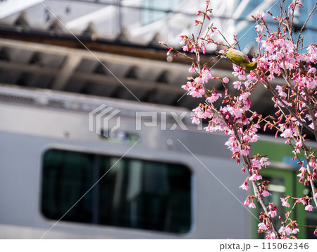 【五反田駅】オカメザクラにとまるメジロ 115062346