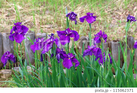 水元公園の葛飾菖蒲まつり　五月下旬から六月初旬　東京都葛飾区 115062371