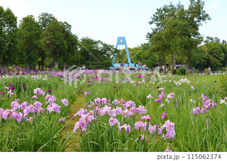 水元公園の葛飾菖蒲まつり　五月下旬から六月初旬　東京都葛飾区 115062374