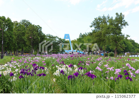 水元公園の葛飾菖蒲まつり 五月下旬から六月初旬 東京都葛飾区 水元公園の葛飾菖蒲まつり 五月下旬から六月初旬 東京都葛飾区 115062377