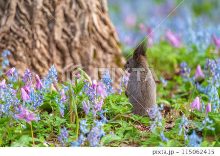 ファンタジーのようなメルヘン花畑のエゾリス　北海道浦臼神社 115062415