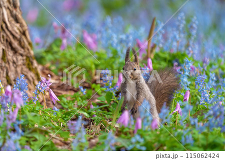 ファンタジーのようなメルヘン花畑のエゾリス　北海道浦臼神社 115062424
