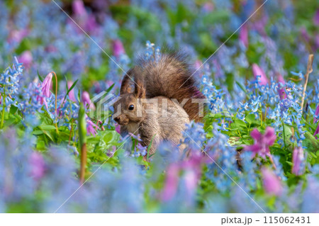 ファンタジーのようなメルヘン花畑のエゾリス　北海道浦臼神社 115062431