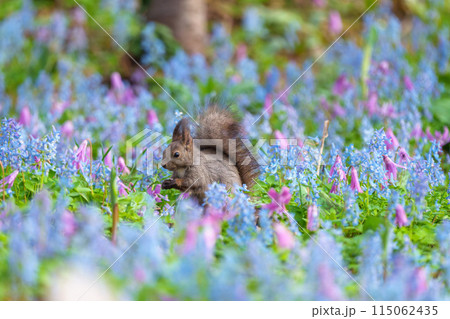 ファンタジーのようなメルヘン花畑のエゾリス　北海道浦臼神社 115062435