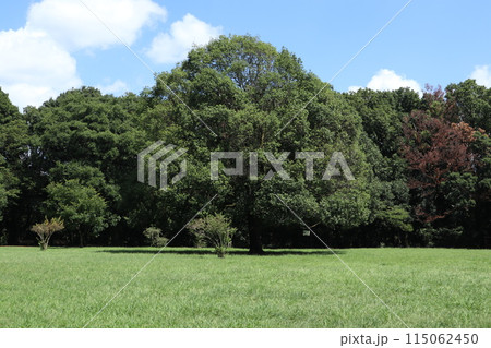 神奈川　東高根森林公園 115062450