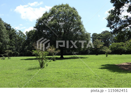 神奈川 東高根森林公園 神奈川 東高根森林公園 115062451