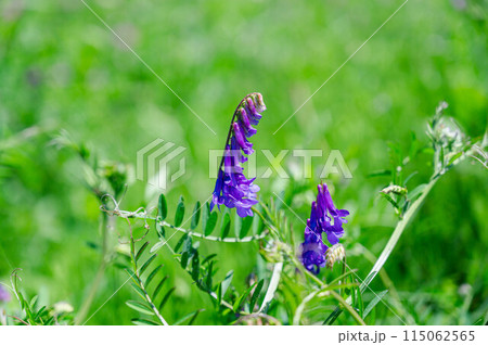 クサフジ クサフジ 115062565