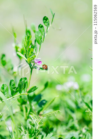 カラスノエンドウにとまるテントウムシ カラスノエンドウにとまるテントウムシ 115062569