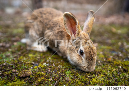 広島の大久野島（うさぎの島）のうさぎが1匹 115062740