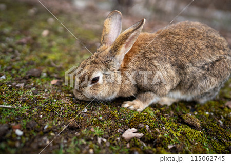 広島の大久野島(うさぎの島)のうさぎが1匹 広島の大久野島(うさぎの島)のうさぎが1匹 115062745