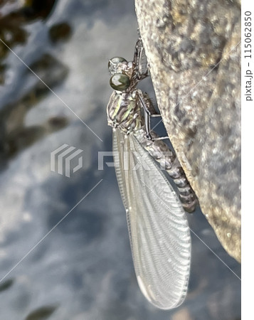 Newly born dragonfly nymph resting on rocks near water. 115062850