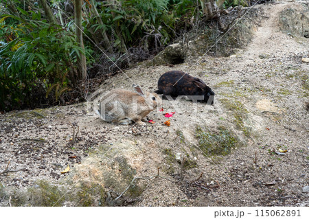 広島の大久野島(うさぎの島)のうさぎが花びらを食べている 広島の大久野島(うさぎの島)のうさぎが花びらを食べている 115062891