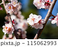 青空と梅の花 115062993
