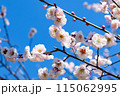 青空と梅の花 115062995