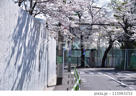 世田谷・日本大学櫻丘高等学校の桜 115063252