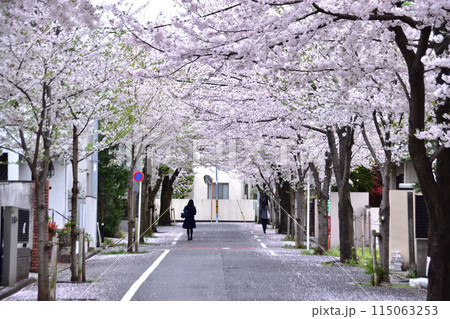 旧・新町住宅地の桜並木（世田谷・深沢・南大通り） 115063253