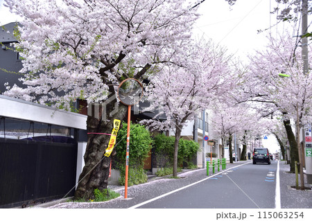 旧・新町住宅地の桜並木（世田谷・深沢・東大通り） 115063254