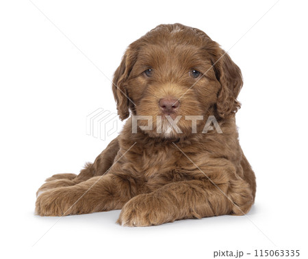 Labradoodle pup on white background Labradoodle pup on white background 115063335