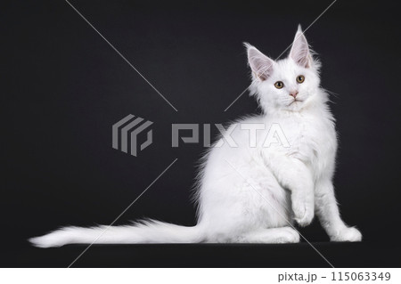Maine Coon cat kitten on black Maine Coon cat kitten on black 115063349