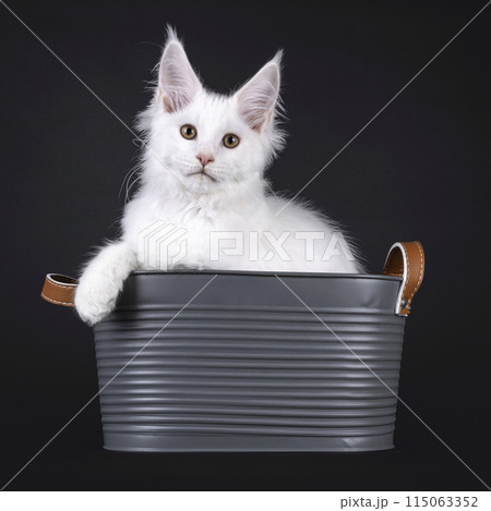 Maine Coon cat kitten on black Maine Coon cat kitten on black 115063352