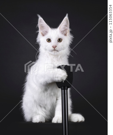 Maine Coon cat kitten on black 115063354