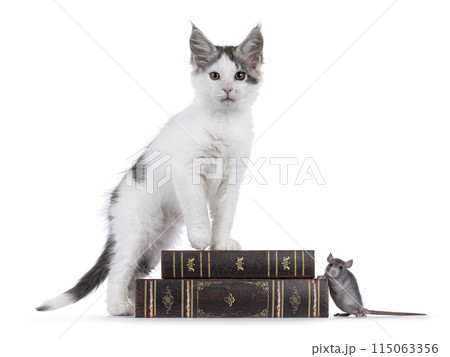 Cat and books on white background Cat and books on white background 115063356