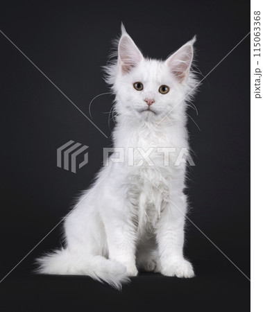 Maine Coon cat kitten on black Maine Coon cat kitten on black 115063368