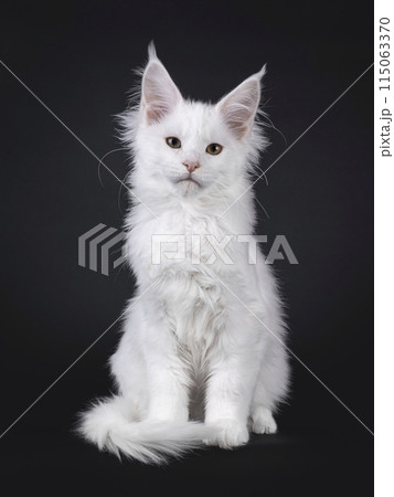 Maine Coon cat kitten on black Maine Coon cat kitten on black 115063370