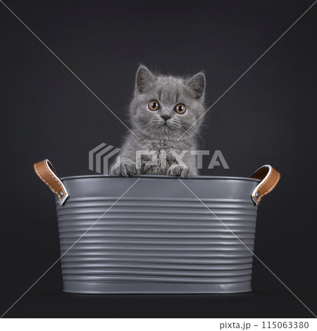 British Shorthair on black background British Shorthair on black background 115063380