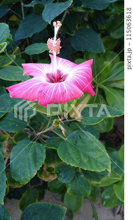 ピンクと白のバイカラーなハイビスカスの花 115063618