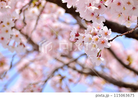 明るい青空に映える桜 115063675