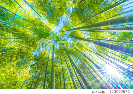 日本の横浜都市景観 黄色みがかり始めた美しい竹林と太陽光…希望の光…＝5月16日 115063676