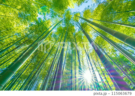 日本の横浜都市景観 黄色みがかり始めた美しい竹林と太陽光…希望の光…＝5月16日 115063679