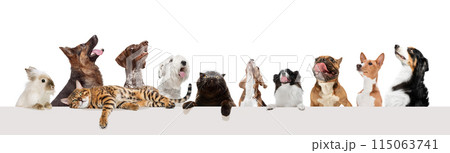 Collage. Purebred cat, dogs and carrot isolated on white background. Adorable domestic pets. Collage. Purebred cat, dogs and carrot isolated on white background. Adorable domestic pets. 115063741