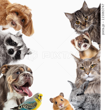 Collage. Adorable pets looking in camera purebred dogs, hamster, cat, rabbit and raccoon isolated on white background 115063747