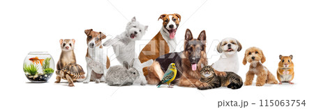 Collage. Pet animals ranging from fish in bowl to cheeky hamster, including ferrets, tortoises, rabbits, birds, cats, and a variety of dogs. 115063754