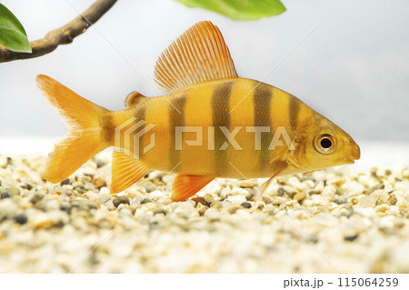 アフリカ産熱帯魚のクラウンテトラ 115064259