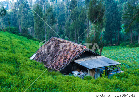 A small, wooden shack with a red tiled roof sits alone in a field of tall grass. 115064343
