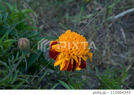 close up of a yellow marigold flower with green leaves. 115064344