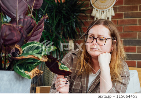 Frustrated upset woman examining dried foliage of Calathea plant. Houseplants diseases. Disorders Identification, Treatment, Houseplants sunburn, overwatering. Damaged Leaves. Home Gardening troubles Frustrated upset woman examining dried foliage of Calathea plant. Houseplants diseases. Disorders Identification, Treatment, Houseplants sunburn, overwatering. Damaged Leaves. Home Gardening troubles 115064455