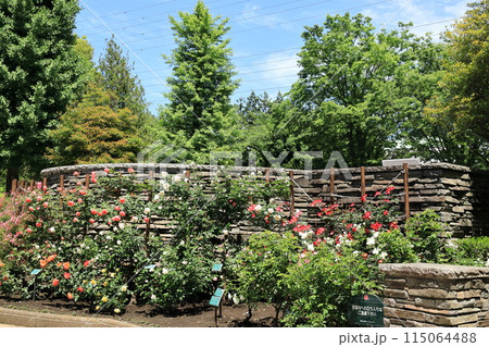 都立秋留台公園　バラ園 115064488