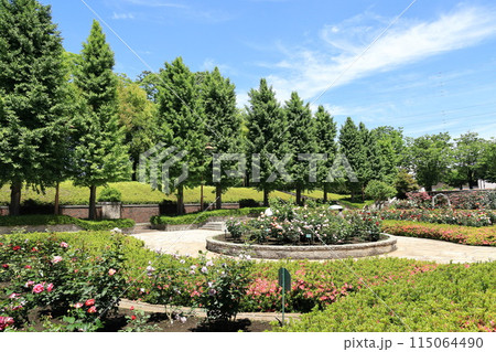 都立秋留台公園　バラ園 115064490