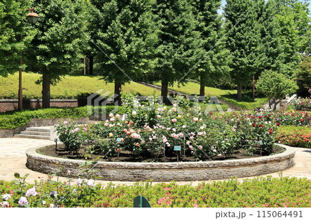 都立秋留台公園　バラ園 115064491