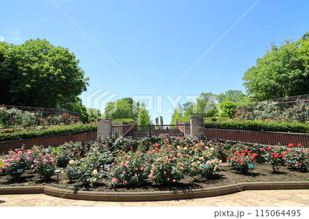 都立秋留台公園 バラ園 都立秋留台公園 バラ園 115064495