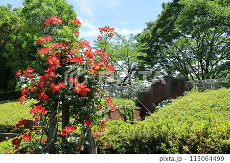 都立秋留台公園 バラ園 都立秋留台公園 バラ園 115064499