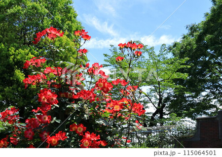 都立秋留台公園　バラ園 115064501